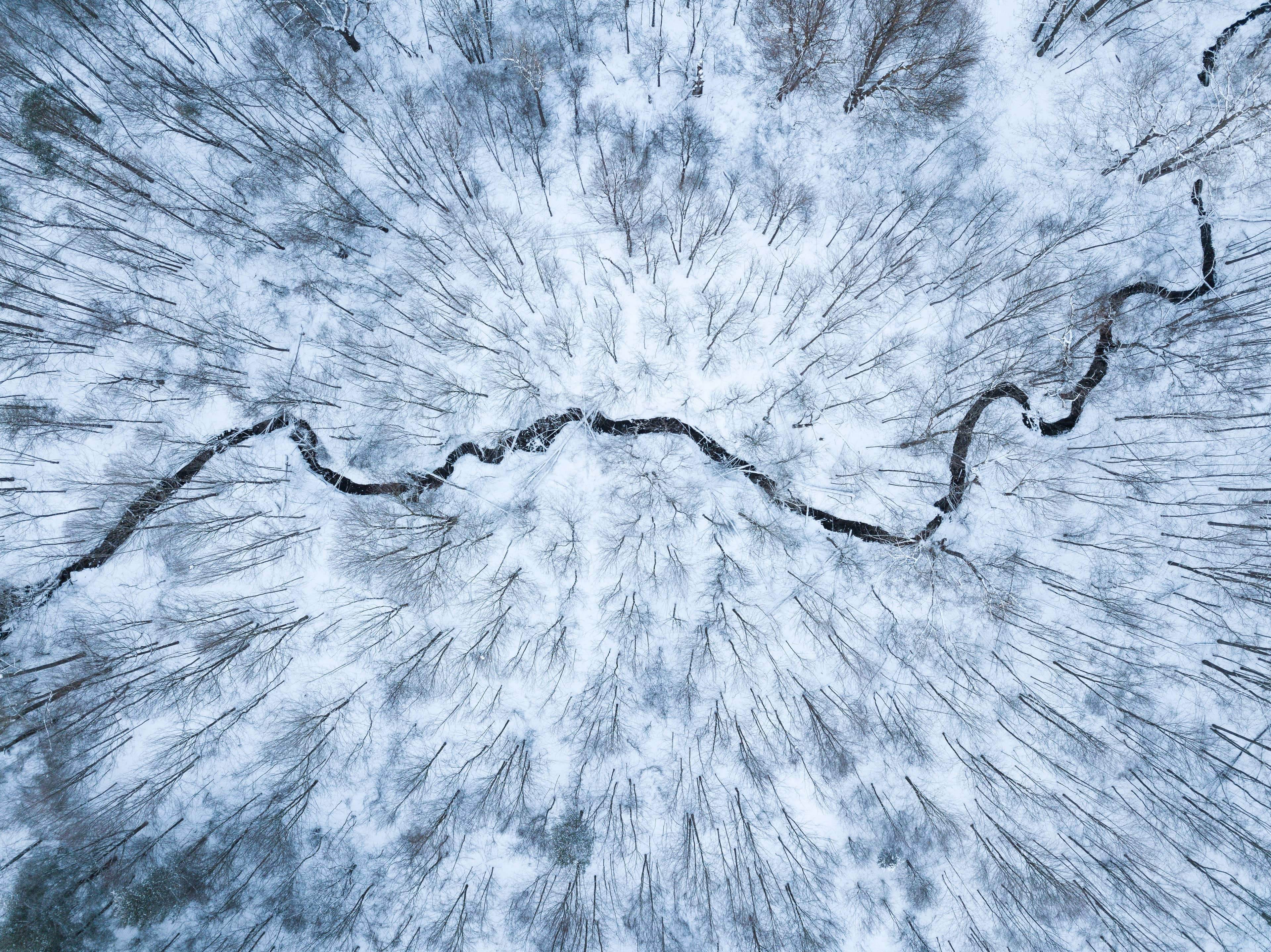 Mountain trees in the snow